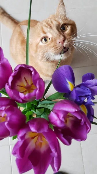 꽃달린 고양이 고양이가 부케에서 깨물고 있습니다 이리스 튤립이 꽃다발의 봄철의 — 스톡 사진