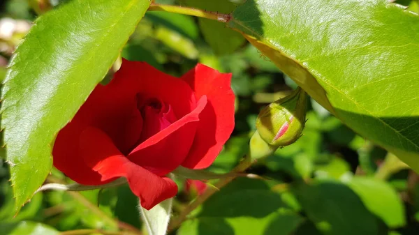 庭に赤いバラ 緑の葉の下に隠された赤いバラの花がぼやけた背景にクローズアップされます 花の庭に緑のバラの芽を持つバラの茂みに赤い花の豪華な花びら — ストック写真
