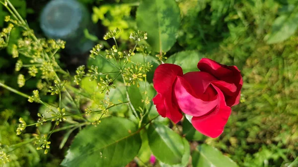 庭でバラ 花の庭の緑豊かな葉の間に花を咲かせました 明るい日差しの中でブッシュを開花させた完璧な形の繊細な花びら — ストック写真