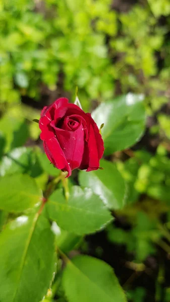 Rose Trädgården Ros Blomma Närbild Bland Frodiga Blad Blommig Trädgård — Stockfoto