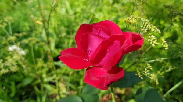 Czerwona Róża Ogrodzie Jasnoczerwony Kwiat Róży Kroplami Deszczu Płatkach Zbliżenie — Zdjęcie stockowe