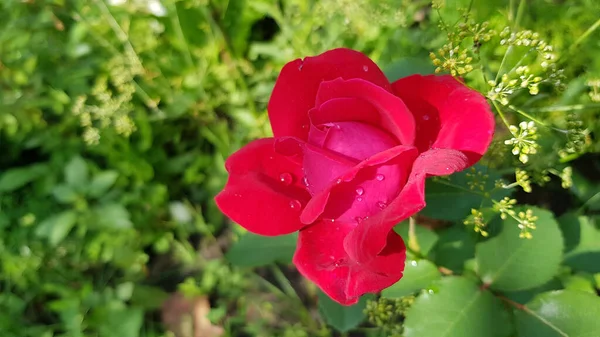 Rose Rouge Dans Jardin Fleur Rose Rouge Humide Avec Des — Photo
