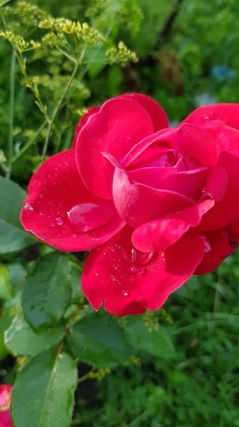 Rose Dans Jardin Rose Fleur Gros Plan Parmi Feuillage Luxuriant — Photo