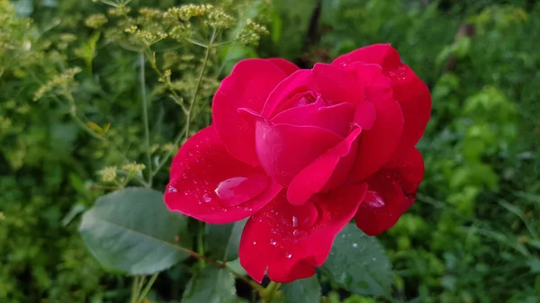 Rose Trädgården Ros Blomma Närbild Bland Frodiga Blad Blommig Trädgård — Stockfoto