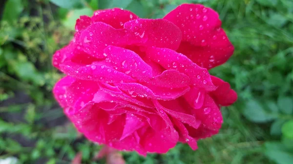 Rose Garden Rose Flower Closeup Lush Foliage Floral Garden Delicate — Stock Photo, Image