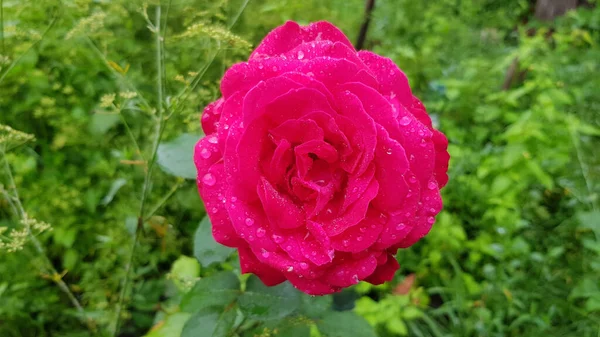 Róża Ogrodzie Różany Kwiat Zbliżenie Wśród Bujnych Liści Kwiatowego Ogrodu — Zdjęcie stockowe