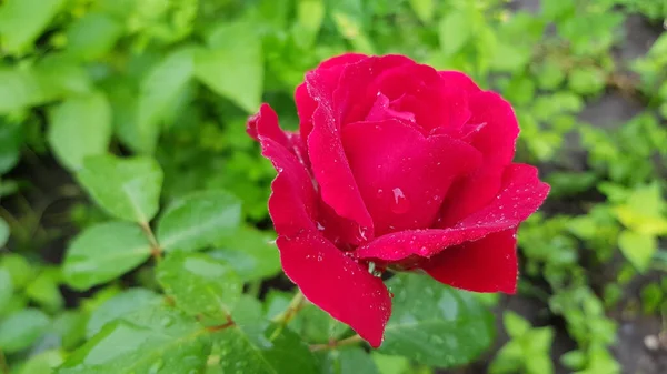 Rosa Jardín Rosa Flor Primer Plano Entre Exuberante Follaje Jardín — Foto de Stock