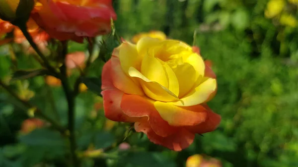 Rose Dans Jardin Rose Fleur Gros Plan Parmi Feuillage Luxuriant — Photo