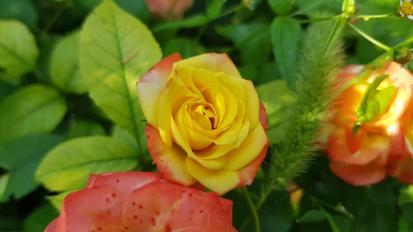 Rose Trädgården Ros Blomma Närbild Bland Frodiga Blad Blommig Trädgård — Stockfoto