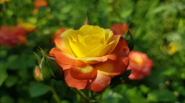 Blumen Garten Weicher Fokus Auf Üppige Gelbe Rose Mit Orangefarbenen — Stockfoto