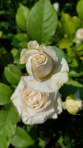 Rose Garden Rose Flower Closeup Lush Foliage Floral Garden Delicate — Stock Photo, Image