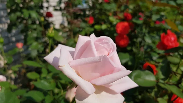 庭でバラ 花の庭の緑豊かな葉の間に花を咲かせました 明るい日差しの中でブッシュを開花させた完璧な形の繊細な花びら — ストック写真