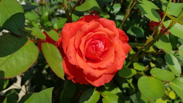 Rosa Jardín Rosa Flor Primer Plano Entre Exuberante Follaje Jardín — Foto de Stock