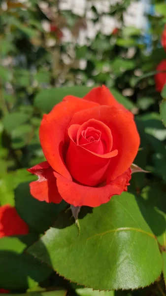 Rose Trädgården Ros Blomma Närbild Bland Frodiga Blad Blommig Trädgård — Stockfoto