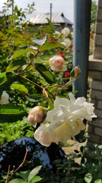 Ρόουζ Στον Κήπο Τριαντάφυλλο Λουλούδι Closeup Μεταξύ Πλούσια Φυλλώματα Των — Φωτογραφία Αρχείου