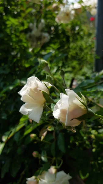 Bahçedeki Gül Gül Çiçeği Çiçek Bahçesinin Yemyeşil Yapraklarının Arasında Kusursuz — Stok fotoğraf