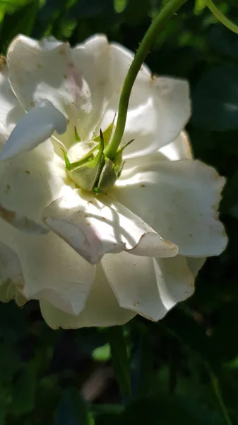 Rose Garden Rose Flower Closeup Lush Foliage Floral Garden Delicate — Stock Photo, Image