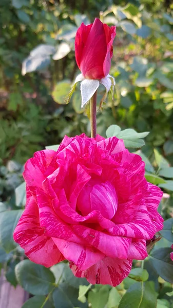 Rosa Jardim Rosa Flor Closeup Entre Exuberante Folhagem Jardim Floral — Fotografia de Stock