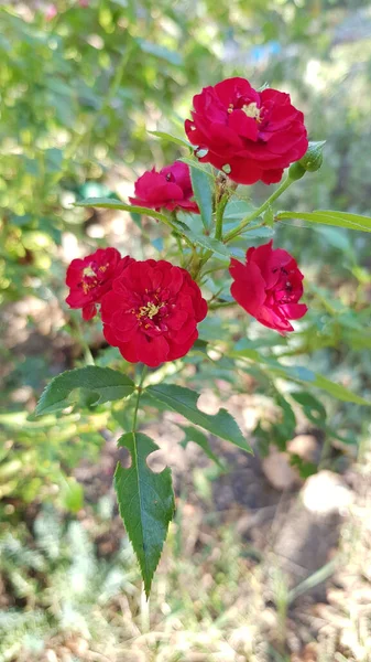 庭のバラ 花の庭の緑豊かな葉の間に花を咲かせました 明るい日差しの中でブッシュを開花させた完璧な形の繊細な花びら — ストック写真