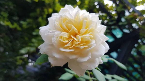 Rosa Jardim Rosa Flor Closeup Entre Exuberante Folhagem Jardim Floral — Fotografia de Stock