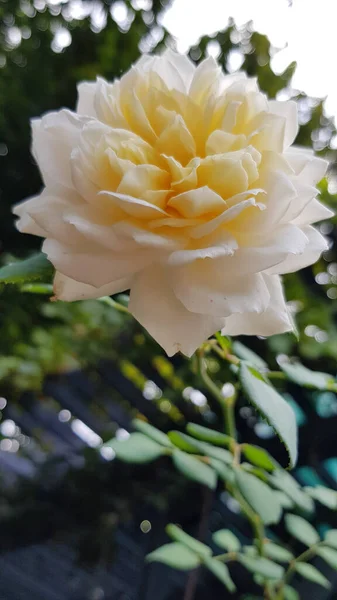 Rosa Jardim Rosa Flor Closeup Entre Exuberante Folhagem Jardim Floral — Fotografia de Stock