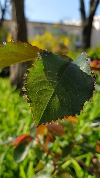 Levelek Cseppek Víz Között Fényűző Zöld Fűszernövények Virágágyás Elmosódott Hátterű — Stock Fotó