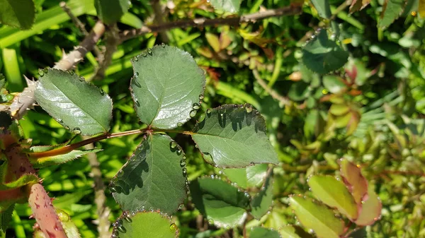 Folhas Com Gotas Água Entre Ervas Verdes Luxuriantes Canteiro Flores — Fotografia de Stock