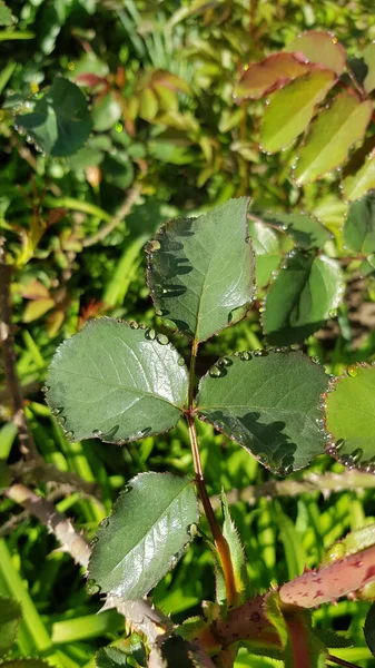 Hojas Con Gotas Agua Entre Hierbas Verdes Exuberantes Macizo Flores — Foto de Stock