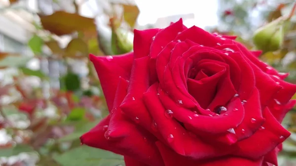 庭でバラ 花の庭の緑豊かな葉の間に花を咲かせました 明るい日差しの中でブッシュを開花させた完璧な形の繊細な花びら — ストック写真