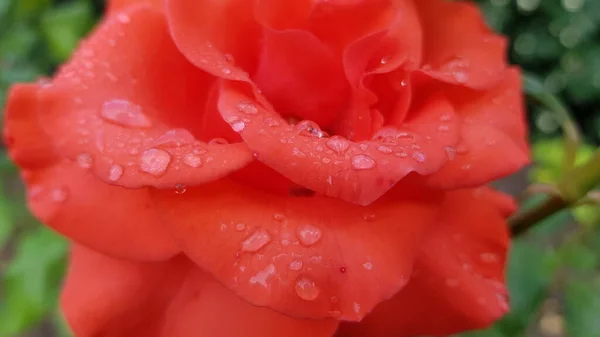 Rose Garten Rosenblüte Nahaufnahme Zwischen Üppigem Laub Des Floralen Gartens — Stockfoto