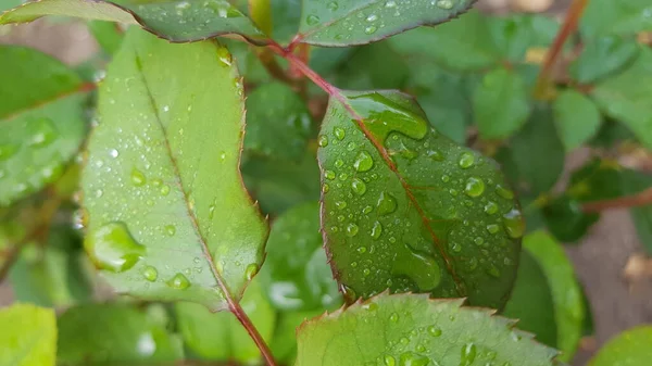 Листья Капельками Воды Среди Пышных Зеленых Трав Клумбе Размытым Фоном — стоковое фото