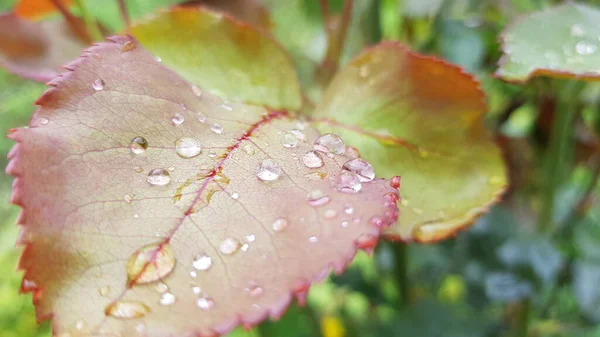 Folhas Com Gotas Água Entre Ervas Verdes Luxuriantes Canteiro Flores — Fotografia de Stock