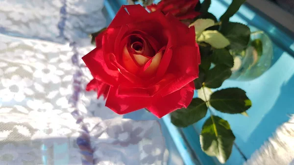 Роза Саду Розовый Цветок Крупным Планом Среди Пышной Листвы Цветочного — стоковое фото
