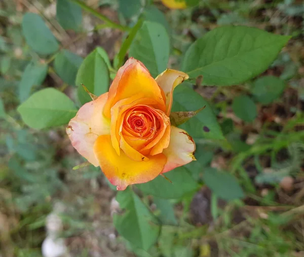 Rosa Jardim Rosa Flor Closeup Entre Exuberante Folhagem Jardim Floral — Fotografia de Stock