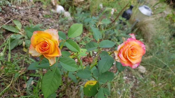 Rose Dans Jardin Rose Fleur Gros Plan Parmi Feuillage Luxuriant — Photo