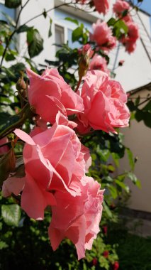 Bir buket kırmızı gül. Bulanık arka planda pembe çiçekli, kocaman gül çalılarının yan görüntüsü. Çiçek bahçesi ve güzel güller. Çiçek açan gülün yaprak dokusu. Yazın doğanın güzelliği. Gül çeşitliliğinden bahçeler..