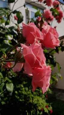 Bahçedeki gül. Bulanık arka planda, çiçek açan pembe çiçeklerin yan görüntüsü. Çiçek bahçesi, güzel mercan pembe güller gün ışığında.