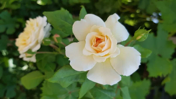 Lush Petals Delicate White Rose Flower Closeup Blurry Green Leaves — Stock Photo, Image