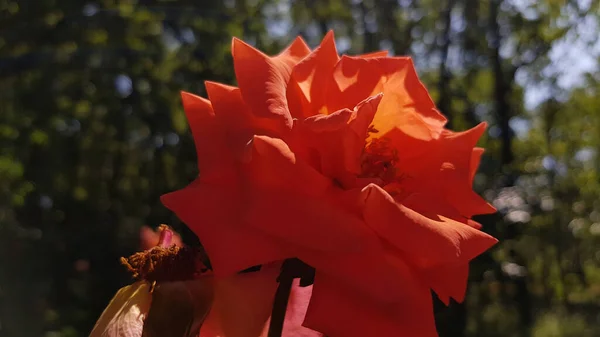 Rosa Roja Enfoque Suave Color Naranja Brillante Rosa Flor Primer —  Fotos de Stock