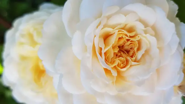 Bouquet Roses Closeup Lush Petals Beautiful White Rose Flower Yellow — Stock Photo, Image