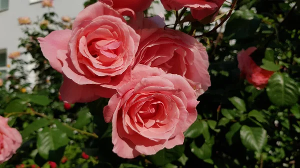 Blommande Ros Buske Med Frodiga Rosa Blommor Närbild Grön Suddig — Stockfoto