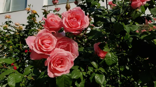 赤いバラの花束 緑の葉の上に豪華なピンクの花を閉じると 緑豊かな花を咲かせるバラの茂みが背景をぼかした 美しい光の赤いバラの花の庭 開花の花弁の質感が上昇しました 夏の自然の美しさ バラの品種の庭付け — ストック写真