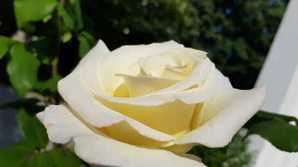 背景に白いバラ 葉は青みがかった緑色で上品な白バラの花を咲かせます 花壇にはクリーム色の白いバラの花を咲かせます 花びらを持つ豪華な結婚式の花は磁器のように見える — ストック写真