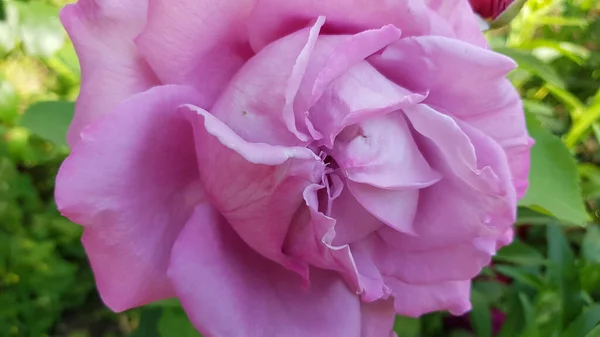 Jasnofioletowy Kwiat Róży Zbliżenie Niewyraźne Tło Zakrzywione Płatki Fioletowego Koloru — Zdjęcie stockowe