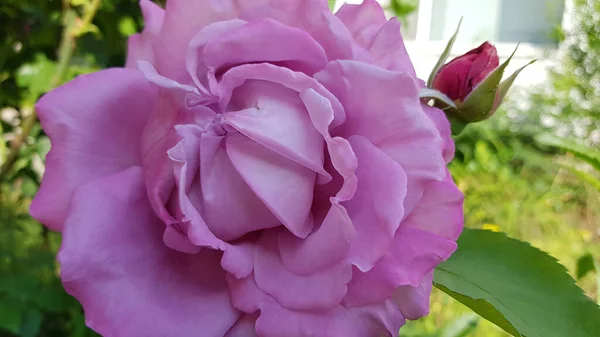 Розовая Роза Саду Светло Фиолетовый Цветок Розы Размытом Фоне Кудрявые — стоковое фото