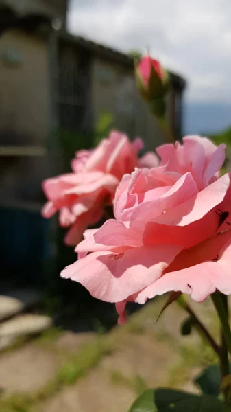 庭の赤い花 背景がぼんやりとしたピンク色の豪華な花を咲かせるバラの茂みに焦点を当てました 明るい日差しの中で緑豊かなバラとぼやけたバラの芽 開花の花弁の質感が上昇しました 夏の自然の美しさ バラの品種の庭付け — ストック写真