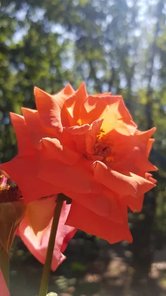 Rosa Vermelha Jardim Luz Solar Brilhante Está Brilhando Para Desfocado — Fotografia de Stock