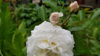Beyaz çiçekli krema. Yeşil yaprakların bulanık arka planında gül tomurcukları olan ıslak beyaz gül çiçeği. Açık pembe tonlu narin beyaz çiçek açan gül çalısı. Doğanın güzelliği ve şefkati