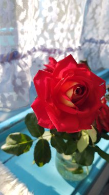 Göz kamaştırıcı parlak kırmızı gül. Mavi pencere eşiğinde taze yeşil yaprakları olan tek bir lükslü gül ve rahat çiftlik evinin beyaz, eski püskü tül perdesi. Vazo çiçekli sakin bir hayat.