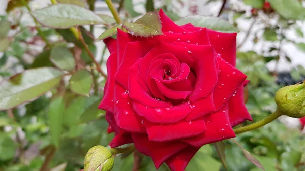Rosa Vermelha Jardim Bela Flor Rosa Vermelha Com Gotas Chuva — Fotografia de Stock